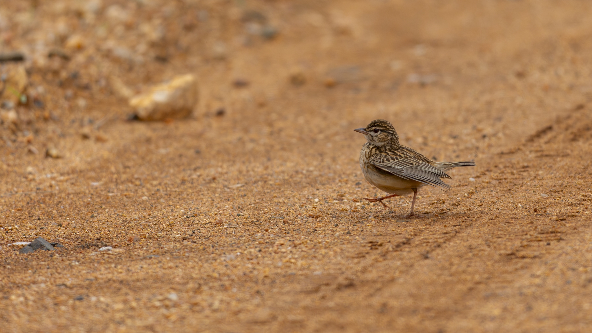 Sabotalerche Sabota Lark Sabotalewerik Calendulauda sabota